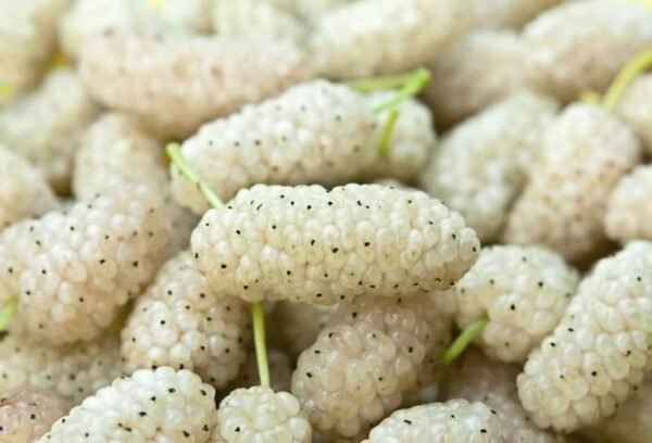 Gilgit Sweet Dry Mulberries – 250g Pack - Image 5