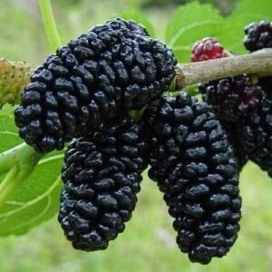 Gilgit Sweet Dry Mulberries – 250g Pack