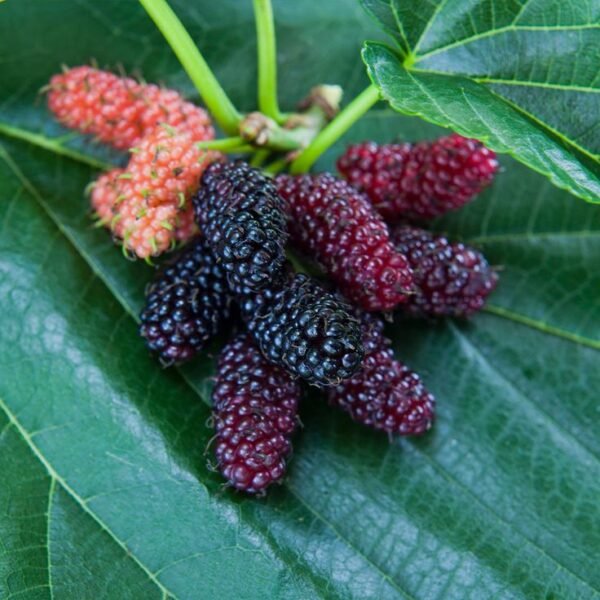 Gilgit Sweet Dry Mulberries – 250g Pack - Image 2